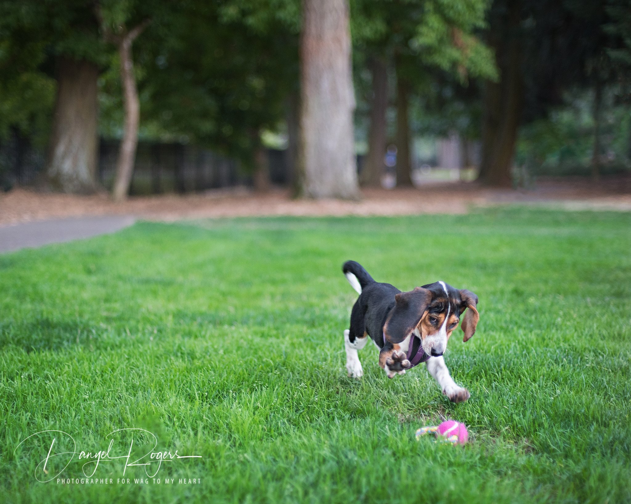 Wood Portland Pet Portraits by Danyel Rogers Photography