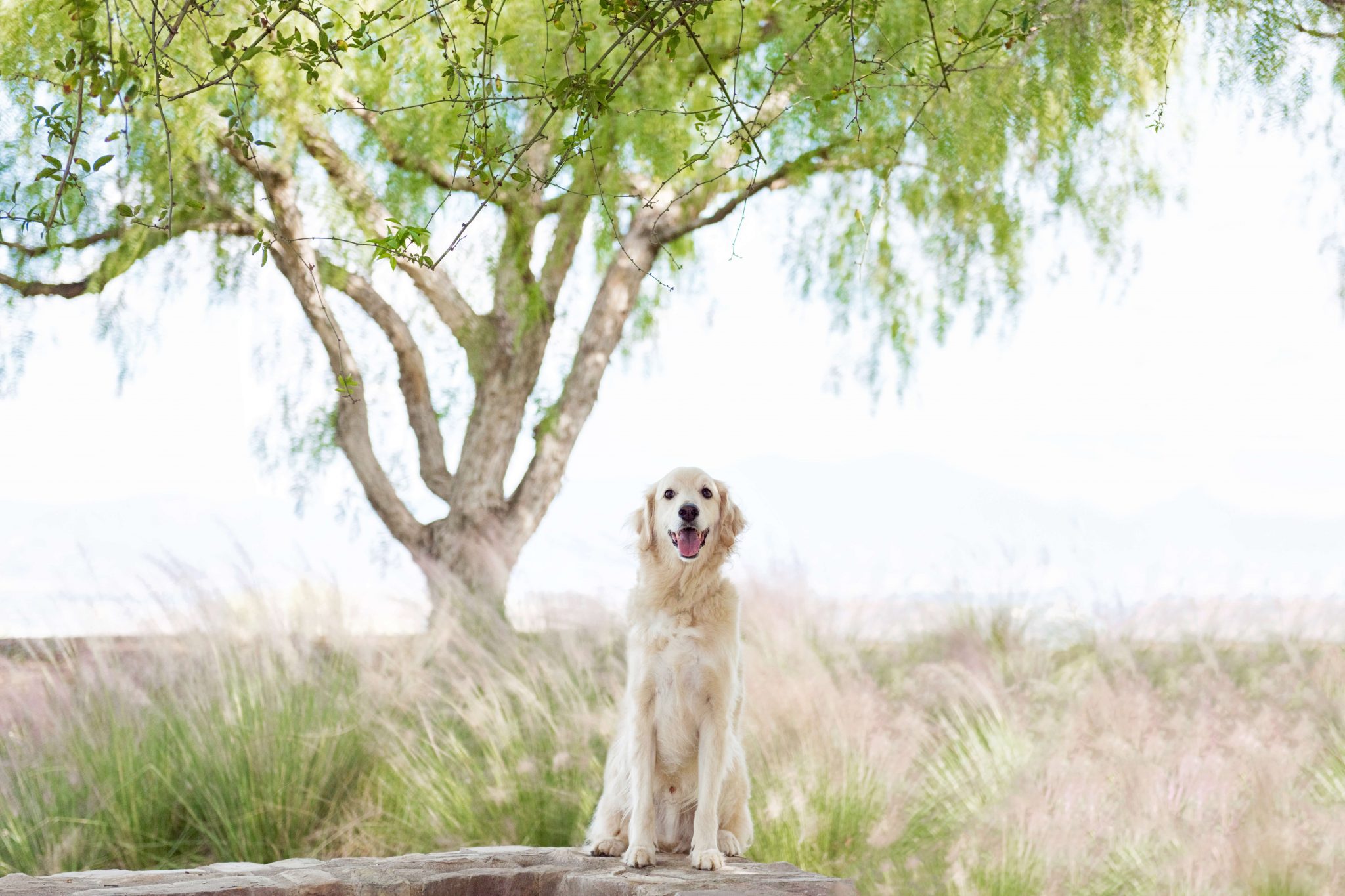 Dog Portraits using a photography concept using Rule of thirds