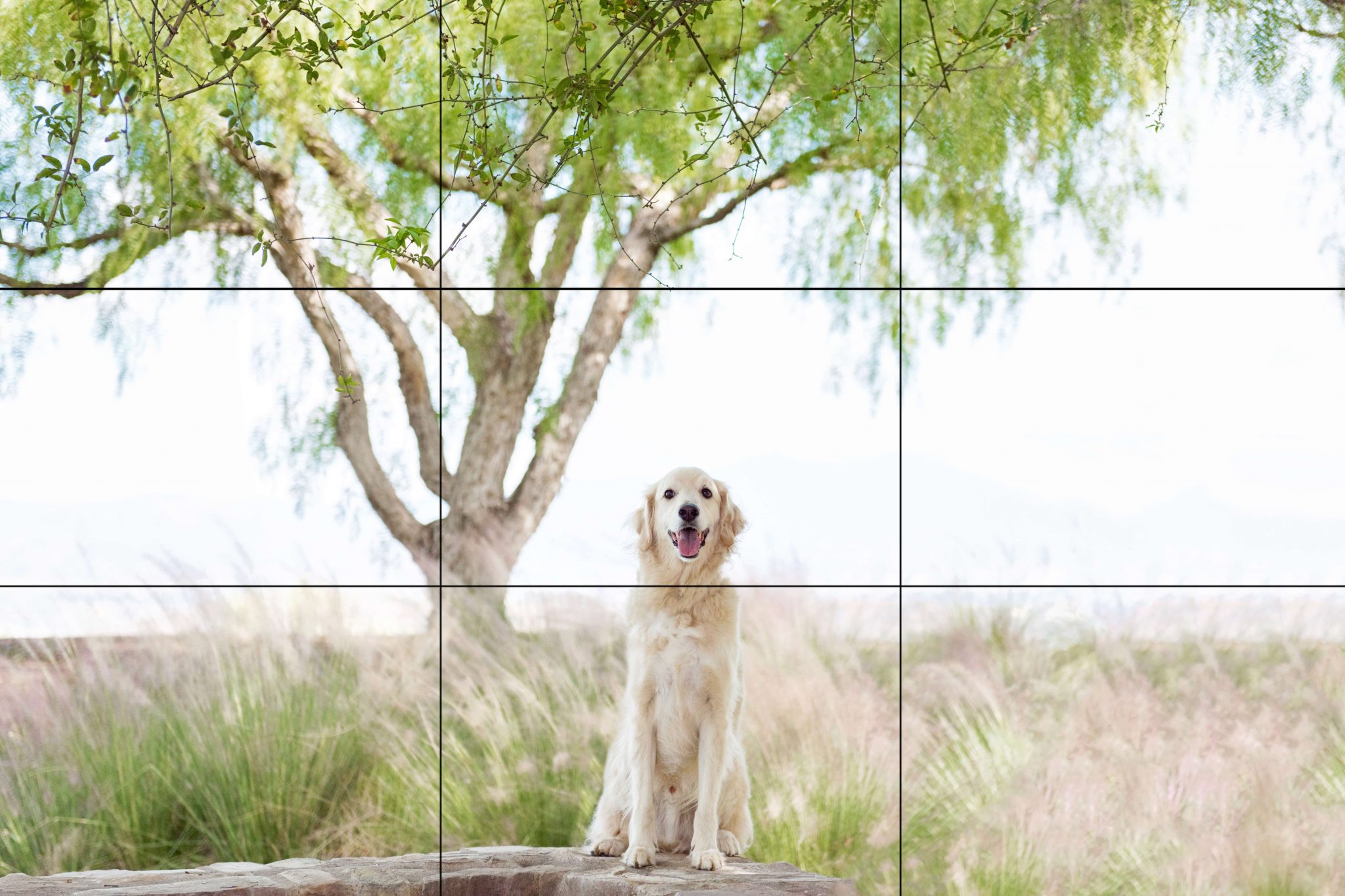 Dog Portraits using a photography concept using Rule of thirds
