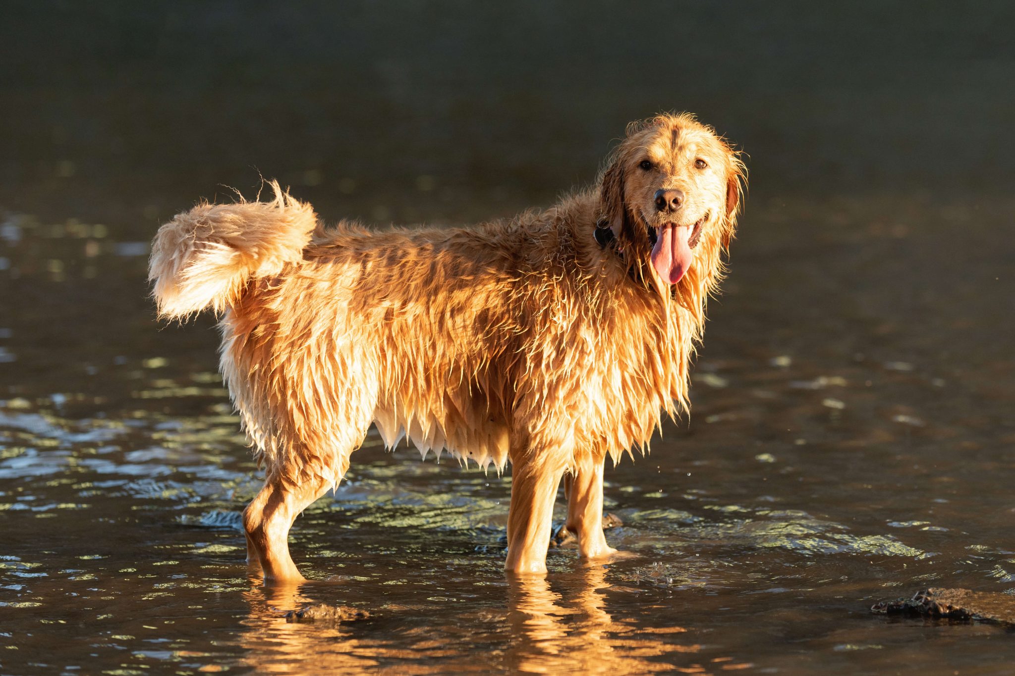 Lilly Golden Retriever at Cathedral Park Portland Oregon