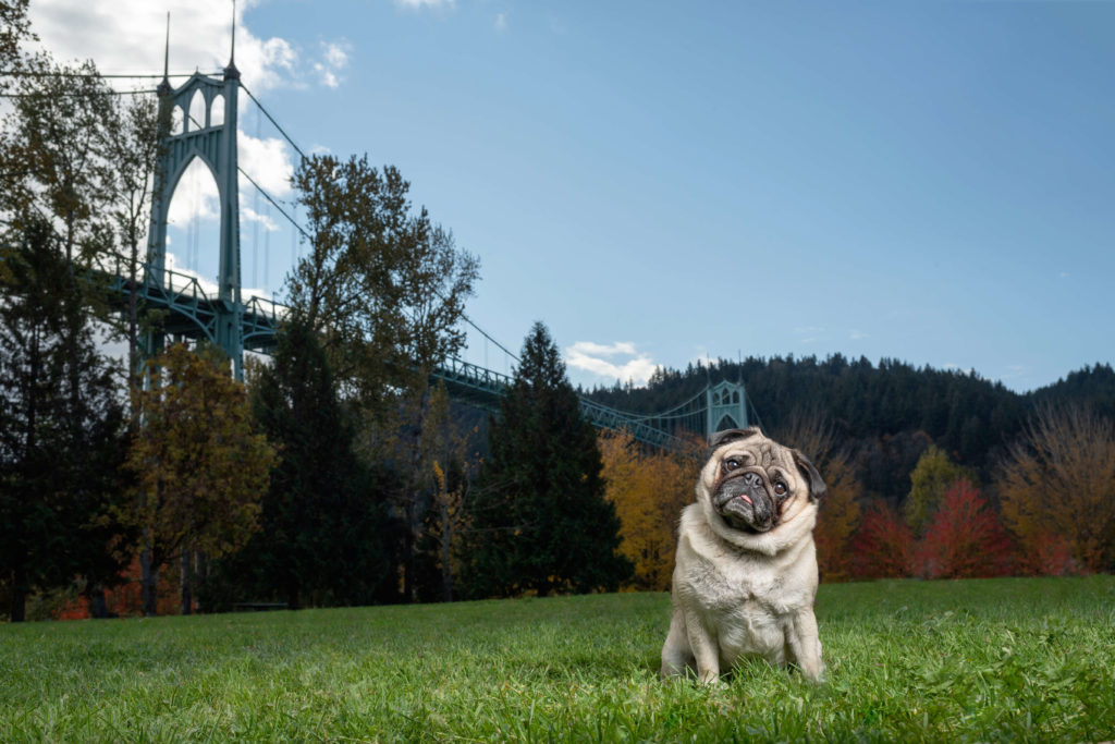 Cathedral Park Pug